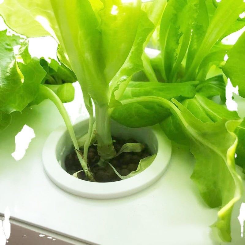 hydroponics-plants
